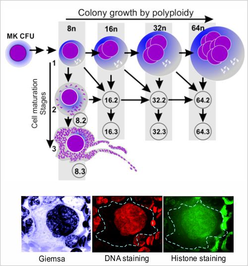 巨核细胞 - 生长成熟 - 细胞